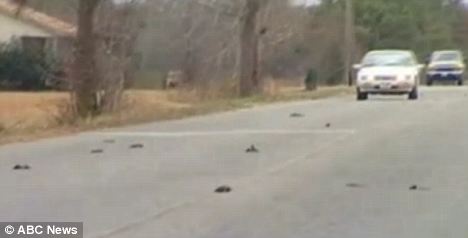 On the streets: Estimates put the dead bird count well into the thousands